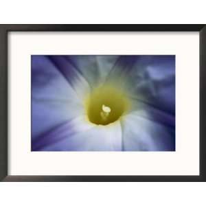 A Close View of a Heavenly Blue Morning Glory Flower 