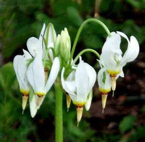 Dodecatheon meadia White Shooting Star HARDY 25 seeds  