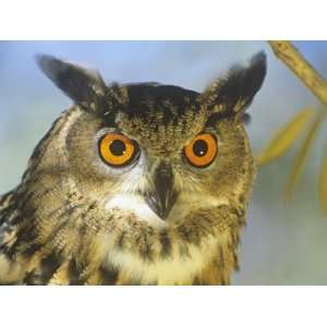 Eagle Owl Face (Bubo Bubo), the Worlds Largest Owl, Eurasia Stretched 