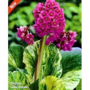  Tubby Andrews Bergenia Patio, Lawn & Garden