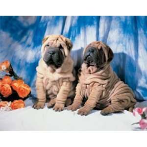  Sharpei Animals Poster Print, 36x24