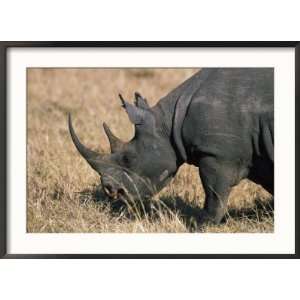  Blank Rhino (Diceros Bicornis) Mara, Kenya Photos To Go 