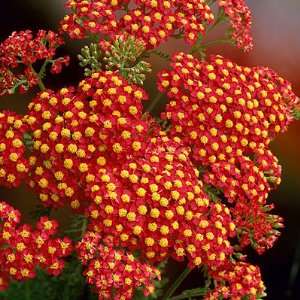  Yarrow Paprika Patio, Lawn & Garden