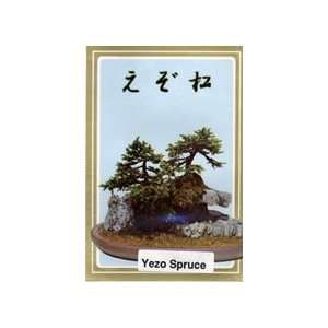  Yezo Spruce Seeds Patio, Lawn & Garden