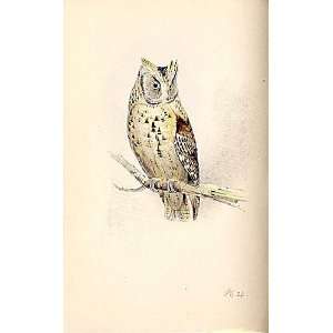  Meyer H/C Birds 1842 50 Scops Eared Owl