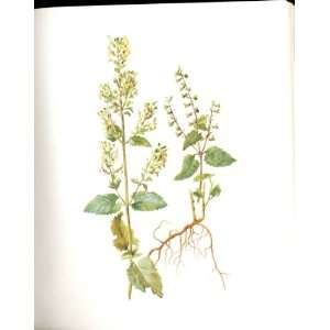  Perrin Ltd Ed 1914 Flowering Plant The Wood Sage