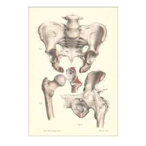  Sacroiliac Bones Premium Poster Print, 8x12