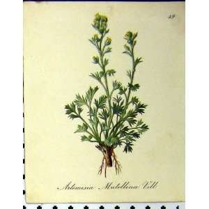  1879 Alpine Plant Artemisia Mutellina Seboth Nature