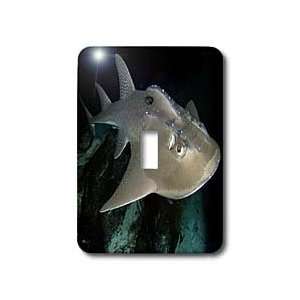  VWPics Sharks   Bowmouth Guitarfish, Rhina ancylostoma 