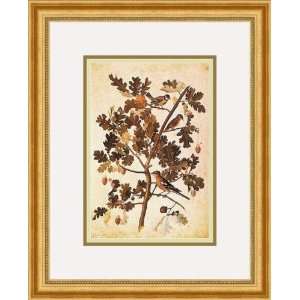 Quercus Robur E Parus Coerculeis by Jacopo Ligozzi   Framed Artwork