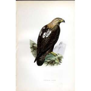 Imperial Eagle Bree H/C 1875 Old Prints Birds Europe