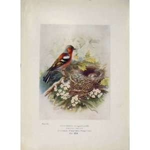   Chaffinch Bird Egg Colour Antique Old Print Fine Art