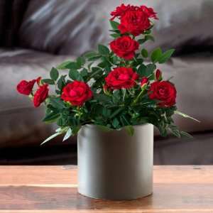 2011 Valentine Gift Plant Mini Rose   Ships Express  