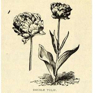  1893 Print Double Tulip Flowers Bulbous Plant Art 