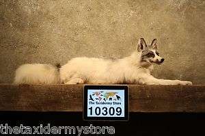   Arctic White Marble Fox Life Size Taxidermy Mount ArticGray  