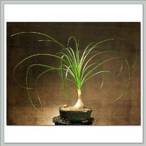    Joebonsai Ponytail Palm Bonsai Tree X Patio, Lawn & Garden