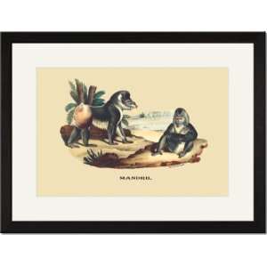  Black Framed/Matted Print 17x23, Mandril