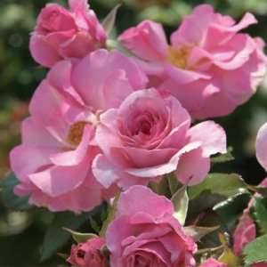  Kimberlina Rose Seeds Packet Patio, Lawn & Garden