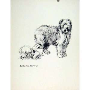   Confabulation Dog Pencil Drawing Fine Old Art Sketch