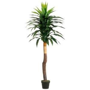 Tropical Yucca Tree in Plastic Pot Two Tone Green (Pack of 2 