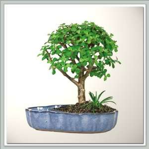Bonsai Tree Dwarf Jade in Land and Sea Pot   Nursery Direct  