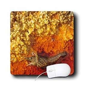     Dead crayfish in polluted environment   Mouse Pads Electronics
