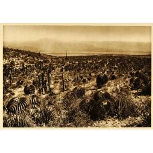  1925 Echinocactus Cactus Desert Mexico Photogravure 