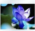 10 x chinese water lily lotus seeds nelumbo nucifera blue pond plant 