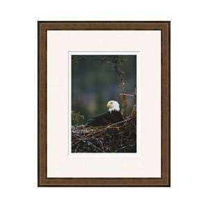   American Bald Eagle Homer Alaska Framed Giclee Print