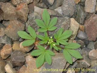 Cleome chilensis. 50 fresh seeds  