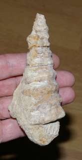 Nerinea sp Large  Rare  Cretaceous Fossil Shell  