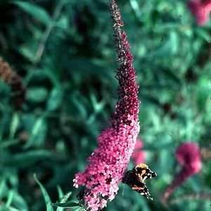  BUTTERFLY BUSH PINK DELIGHT / 2 gallon Potted Patio 