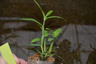 CGDendrobium infundibulum Rare Orchid Species Cold Hardy NBS  