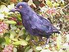 large black crow taxidermy like birds figurines animals returns 