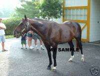 Pulpit Claiborne Farm Kentucky Horse Racing Photo #2  