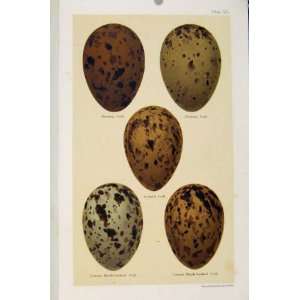  Bird Eggs Gull Species Seebohm Antique Print C1896 Pl33 