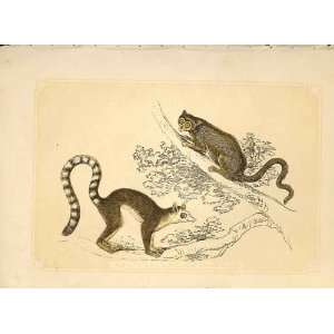  Ring Tailed & Yellow Tailed Macaucos 1860 Engraving