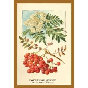   Leaves and Fruit Of The Mountian Ash. 12x18 Giclee on canvas Home