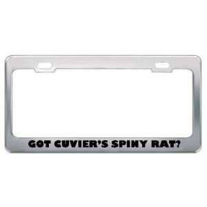 Got CuvierS Spiny Rat? Animals Pets Metal License Plate Frame Holder 