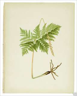 1882 Beautiful Ferns~Large VIRGINIAN GRAPE FERN Print  