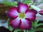 seeds adenium siam violet arabicum desert rose 