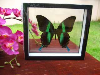 THE BLUMEI Butterfly TaxidermyDouble Glass Black Frame  