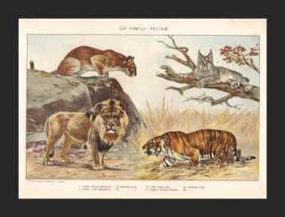 Big CATS (Puma, Lynx, Lion and Tiger)    1902 Chromo  