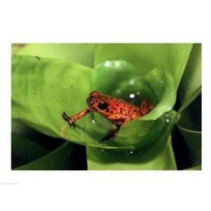  Close up of a Strawberry Poison Dart Frog on a leaf Poster 