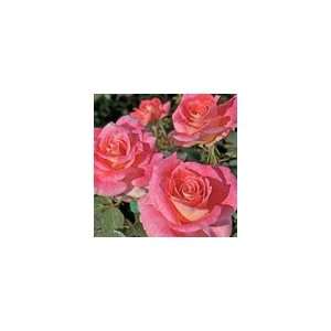  Rose Lovestruck™ Floribunda 24 inch Patio Tree Rose PP 