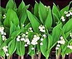 12 Lily Of The Valley White Flower Perennial Live Ground Cover Plants