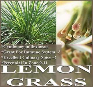 LEMON GRASS LEMONGRASS SEEDS EAST INDIA ~ C. flexuosus~  