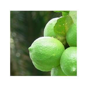  Key Lime Essential Oil (1oz)   origin Mexico  30ml Beauty