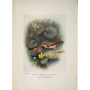  Common Sandpiper Bird Egg Colour Antique Old Print