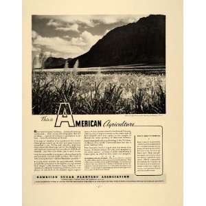  Hawaii Hawaiian Sugar Cane Field   Original Print Ad